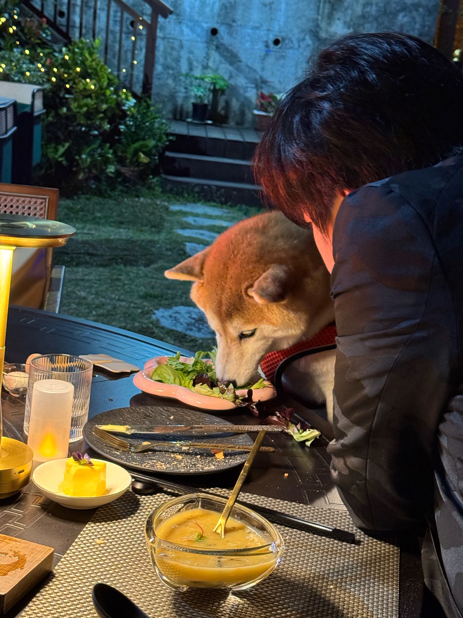 狗狗的餐桌禮儀訓練